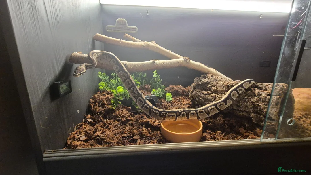 Python Snake reptiles for sale: Beautiful ball phyton 18 months old  in Coalville - Advert 6