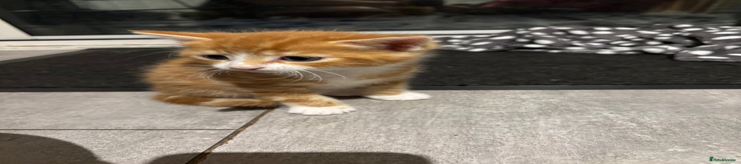 Domestic Shorthair Kitten 1