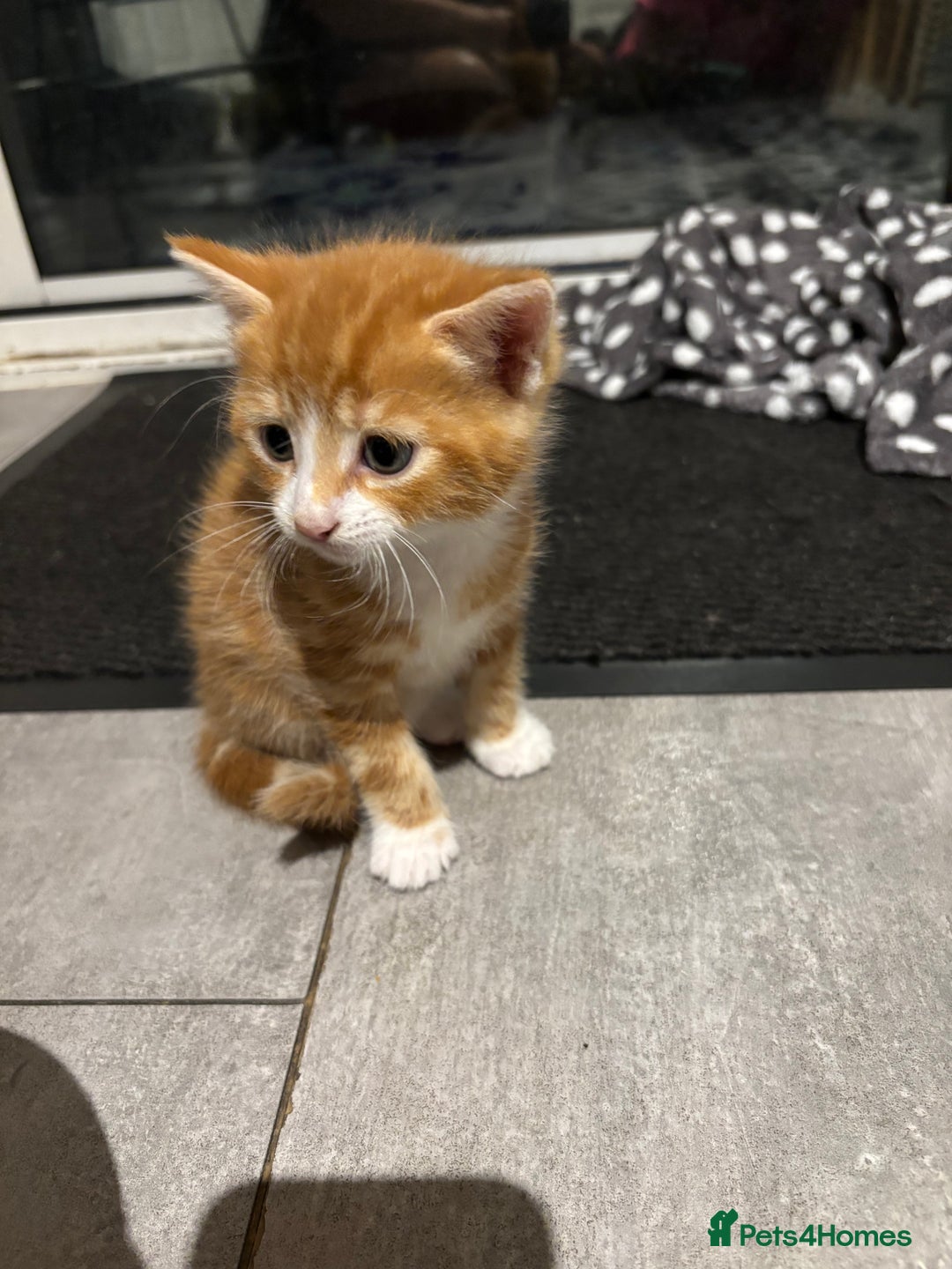 Domestic Shorthair cats for sale: 4 domestic shorthair kittens - Image 2