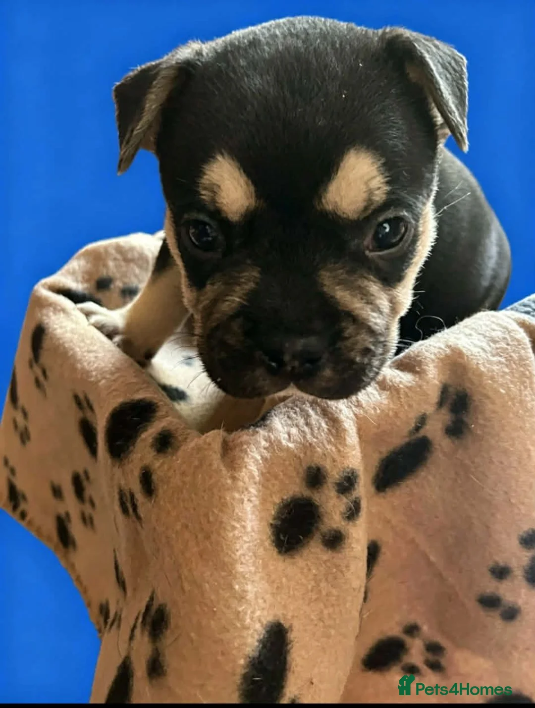 Mixed Breed dogs for sale: Beautiful Fringlish pups  - Advert 1