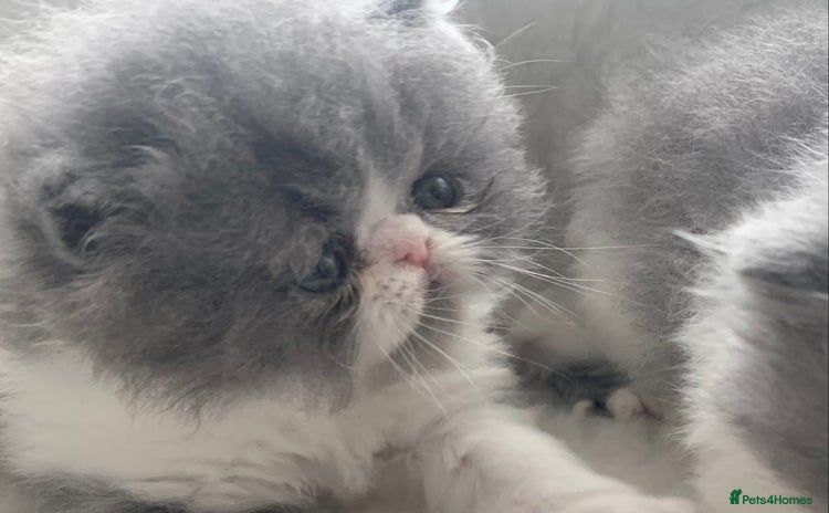 Persian cats - Advert 2