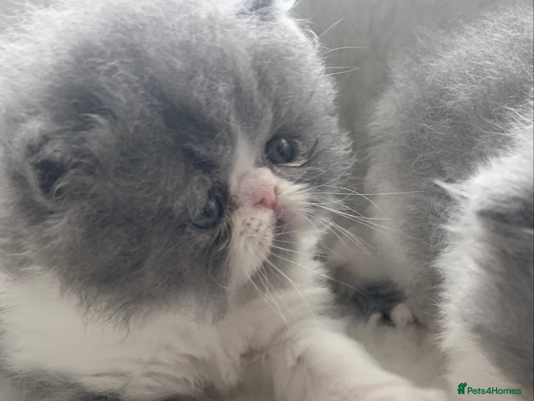 Persian cats for sale: Pedigree Persian Kittens - Image 1