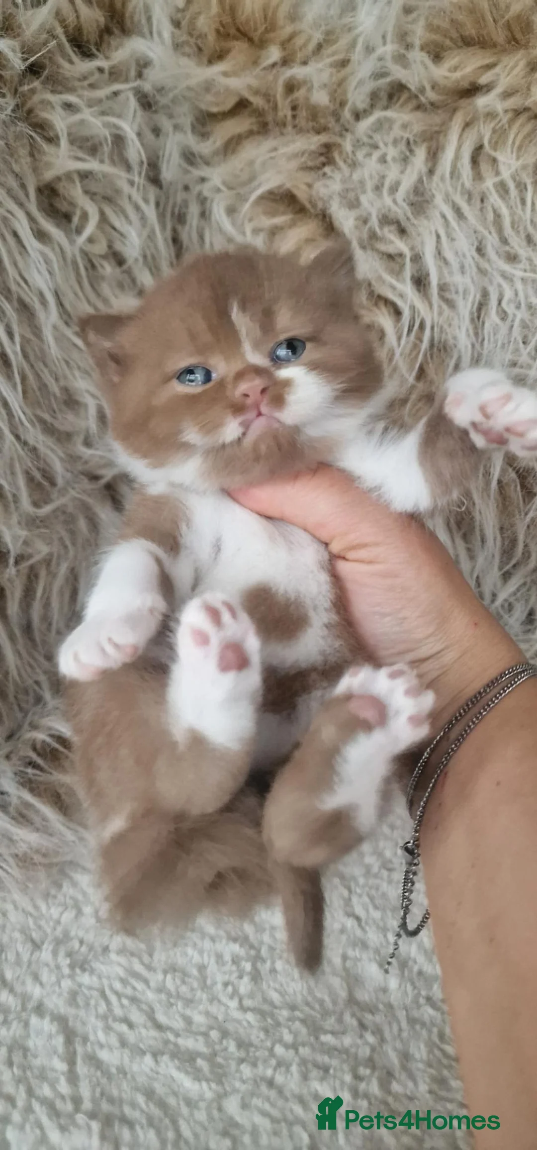 British Shorthair cats for sale: Tica Reg British Shorthair Cinamon  / White boy in Wigan - Advert 1