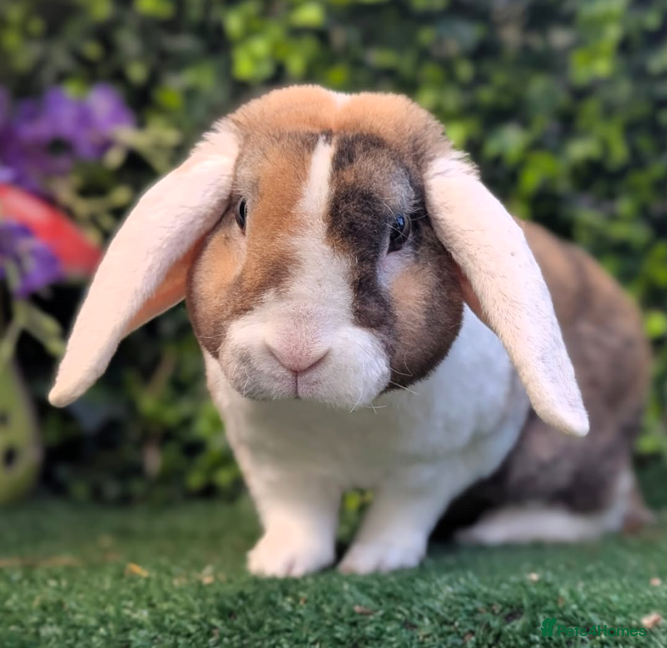 Mini Lop rabbits Pure breed mini plush lops babies  - Advert 17