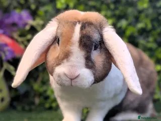 Mini Lop rabbits Pure breed mini plush lops babies - Advert 17