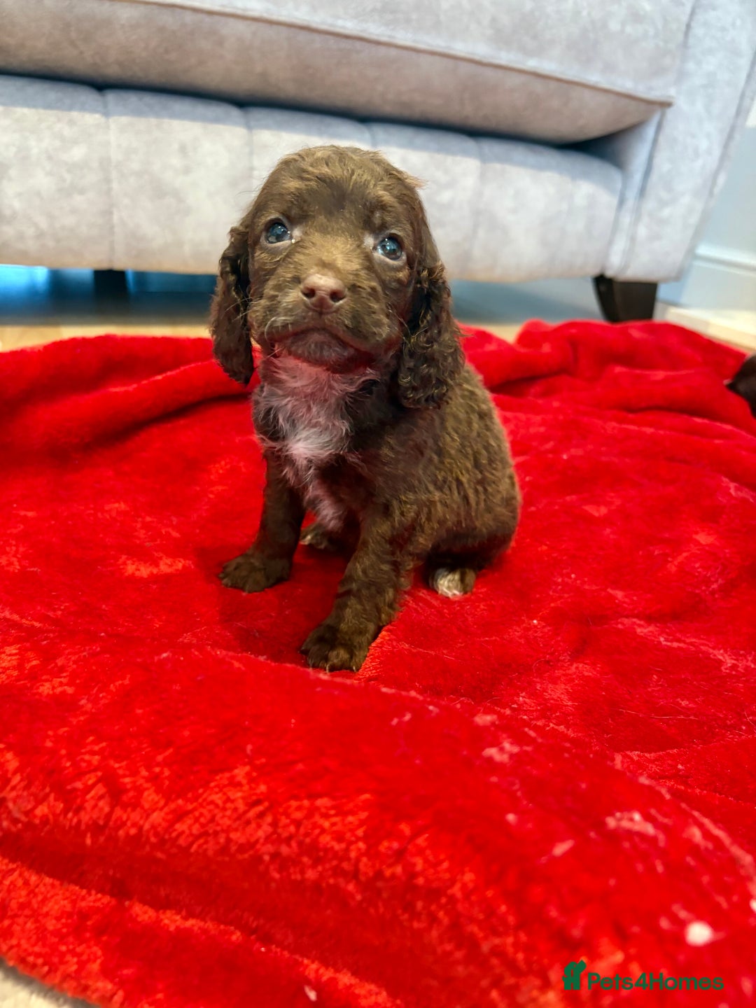 Cocker Spaniel dogs for sale: Cocker spaniel  - Advert 8