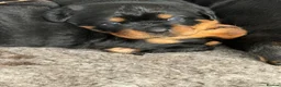 Rottweiler dogs for sale: Rottweiler Puppies  - Advert 10