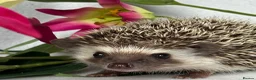 Pygmy Hedgehog rodents for sale: African Pygmy Hedgehog  - Advert 11
