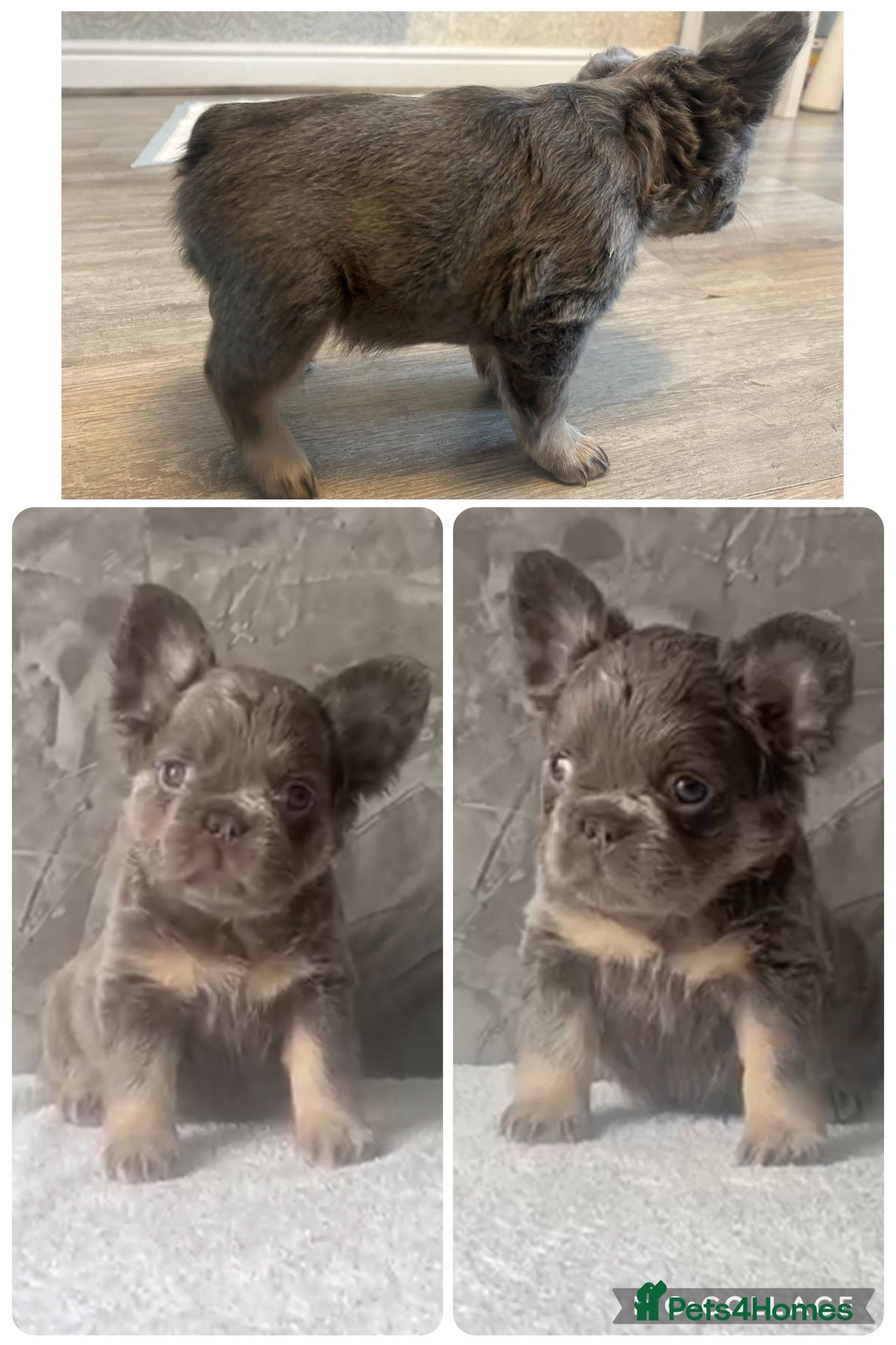 French Bulldog dogs FRENCH BULLDOGS - FLUFFY - READY TO LEAVE NOW  - Advert 17