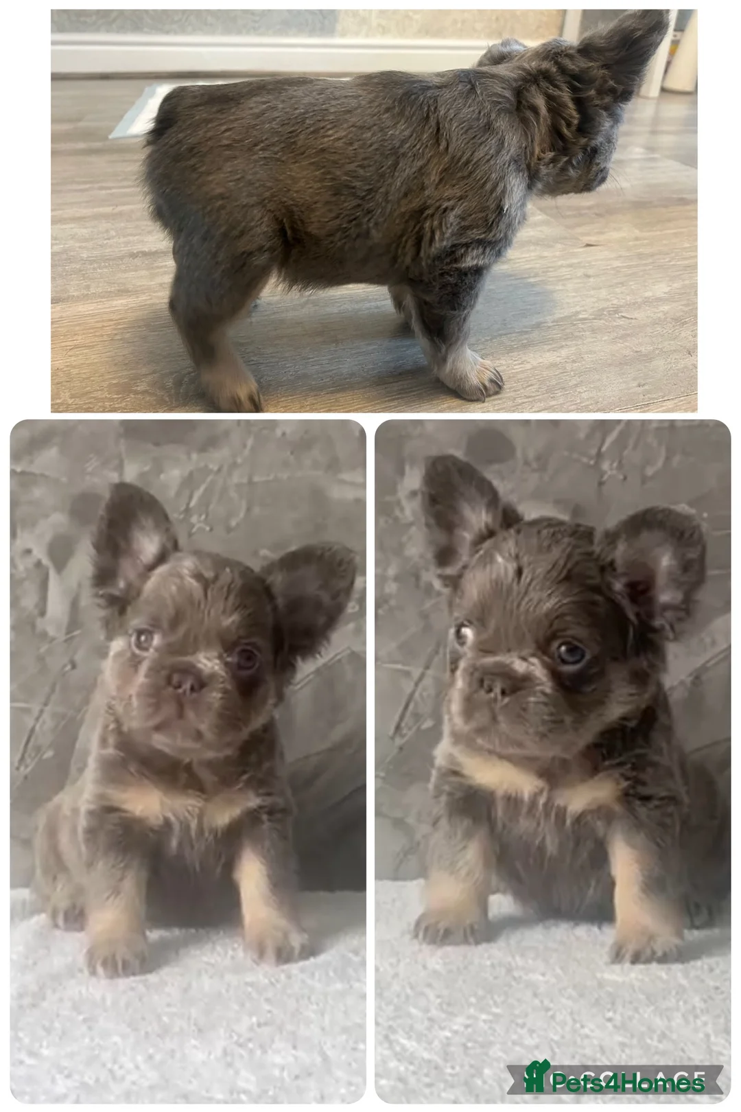 French Bulldog dogs for sale: FLUFFY FRENCH BULLDOGS LAST 2 - STUNNERS - Advert 1
