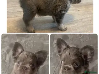 French Bulldog dogs FLUFFY FRENCH BULLDOGS LAST 2 - STUNNERS - Advert 6