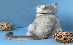 British Shorthair cats for sale: Stunning British sh/longhair kittens TICA - Image 4