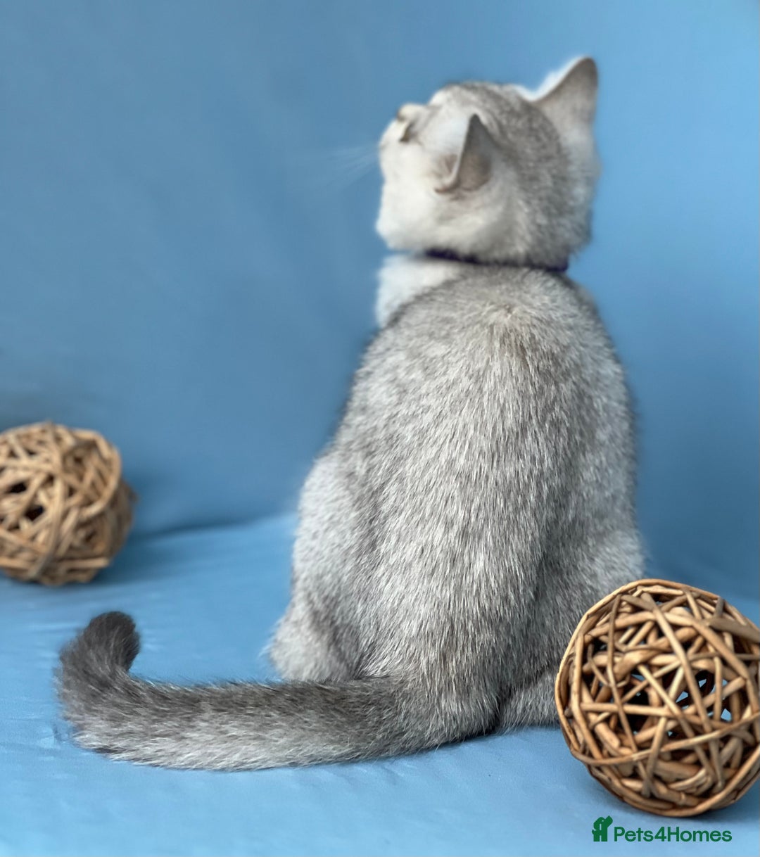 British Shorthair cats for sale: Stunning British sh/longhair kittens TICA - Image 4