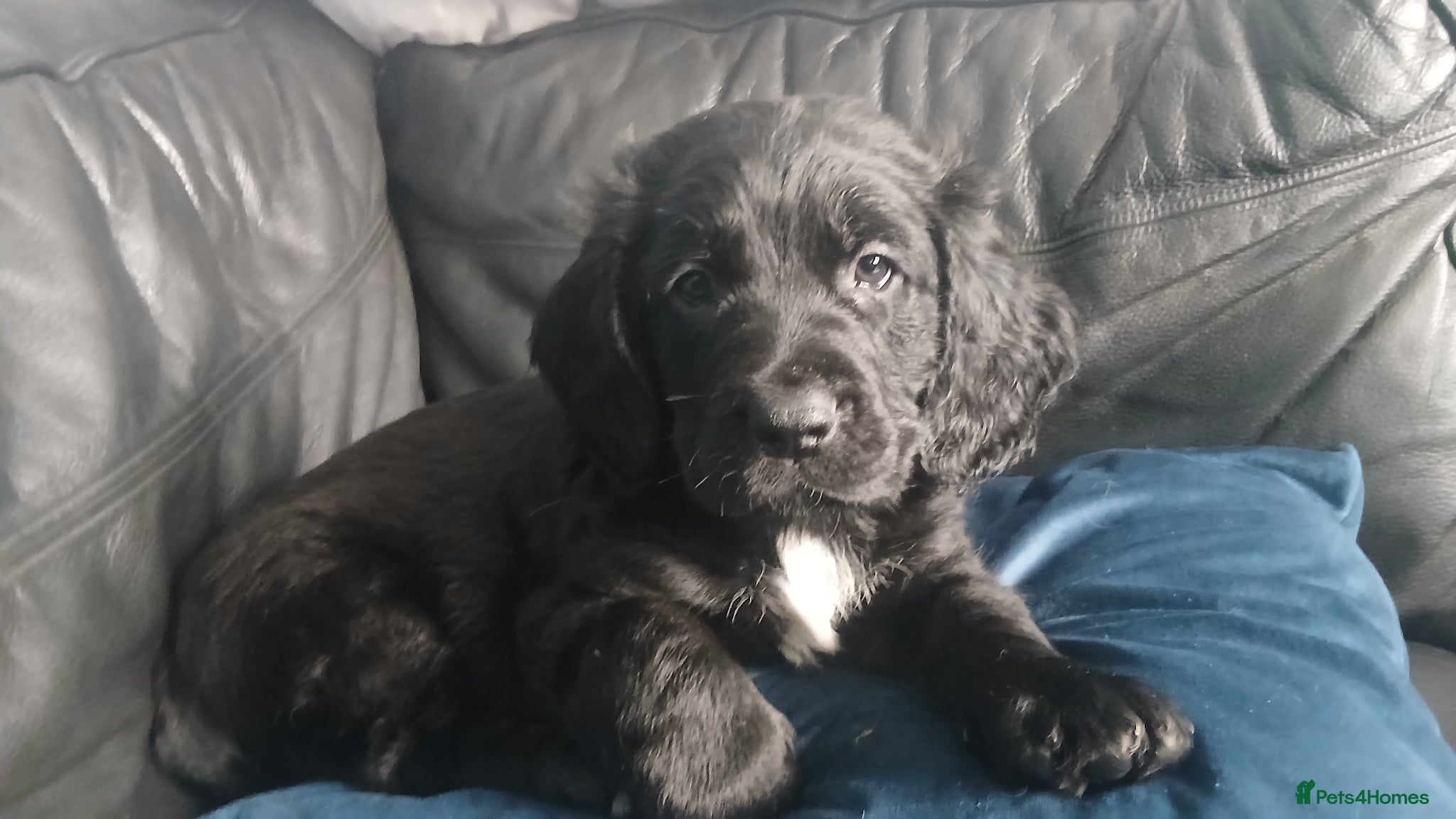 Mixed Breed dogs for sale: Ready Gorgeous Cockapoo x Gold Retriever x pups  - Advert 35