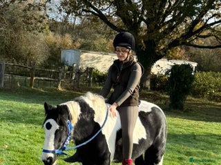 Irish Cob horses Pc pony / family ,rda lr - Advert 1