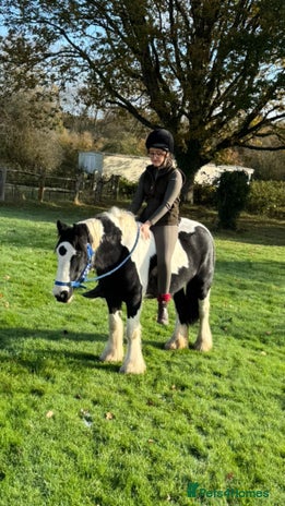 Irish Cob horses Pc pony / family ,rda lr - Advert 1