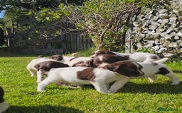 English Springer Spaniel dogs for sale: Stunning English Springer Spaniel puppies - Image 9