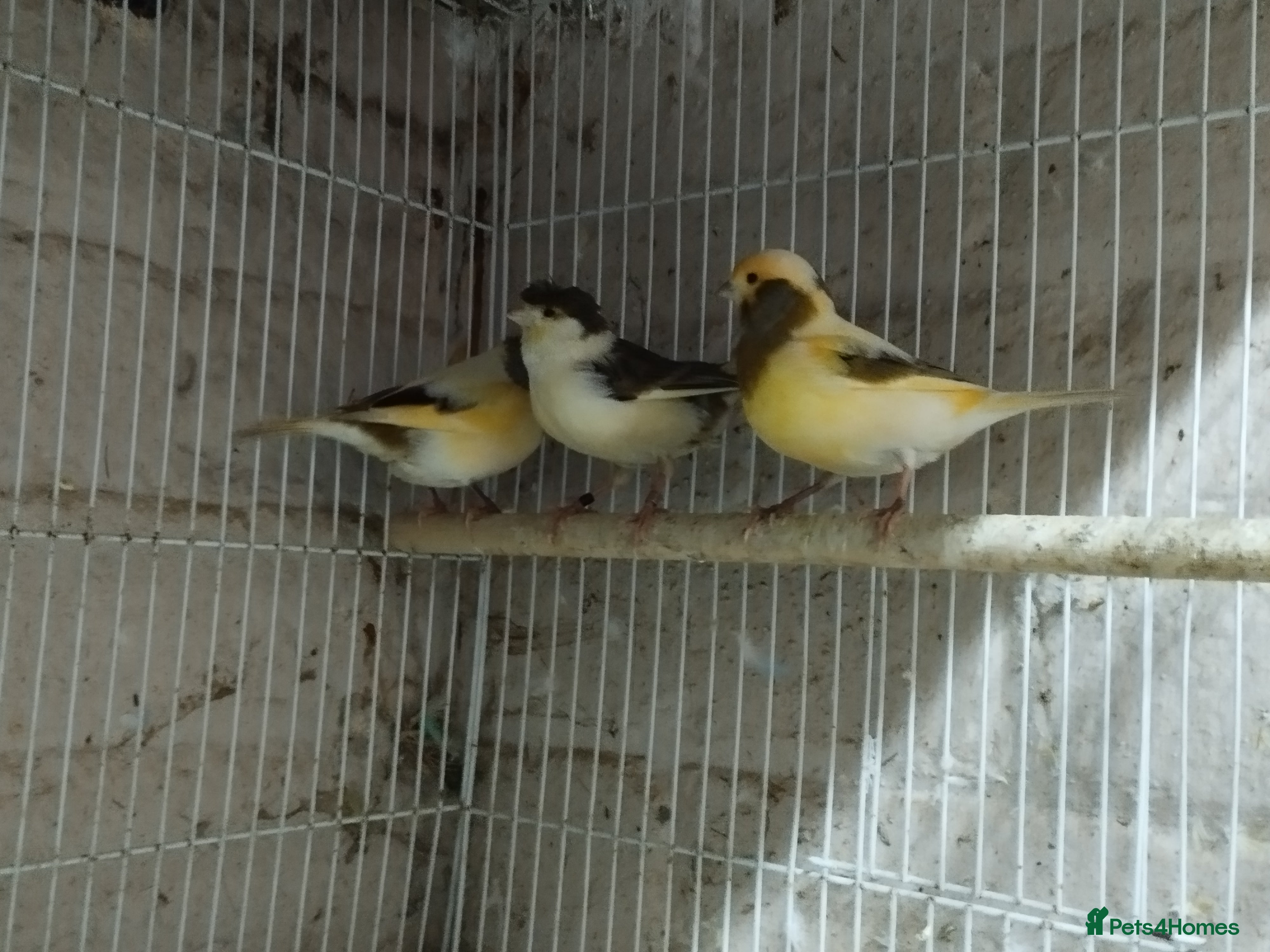 Canaries birds Canary's, green finch, silver, jarva sparrows  - Advert 4