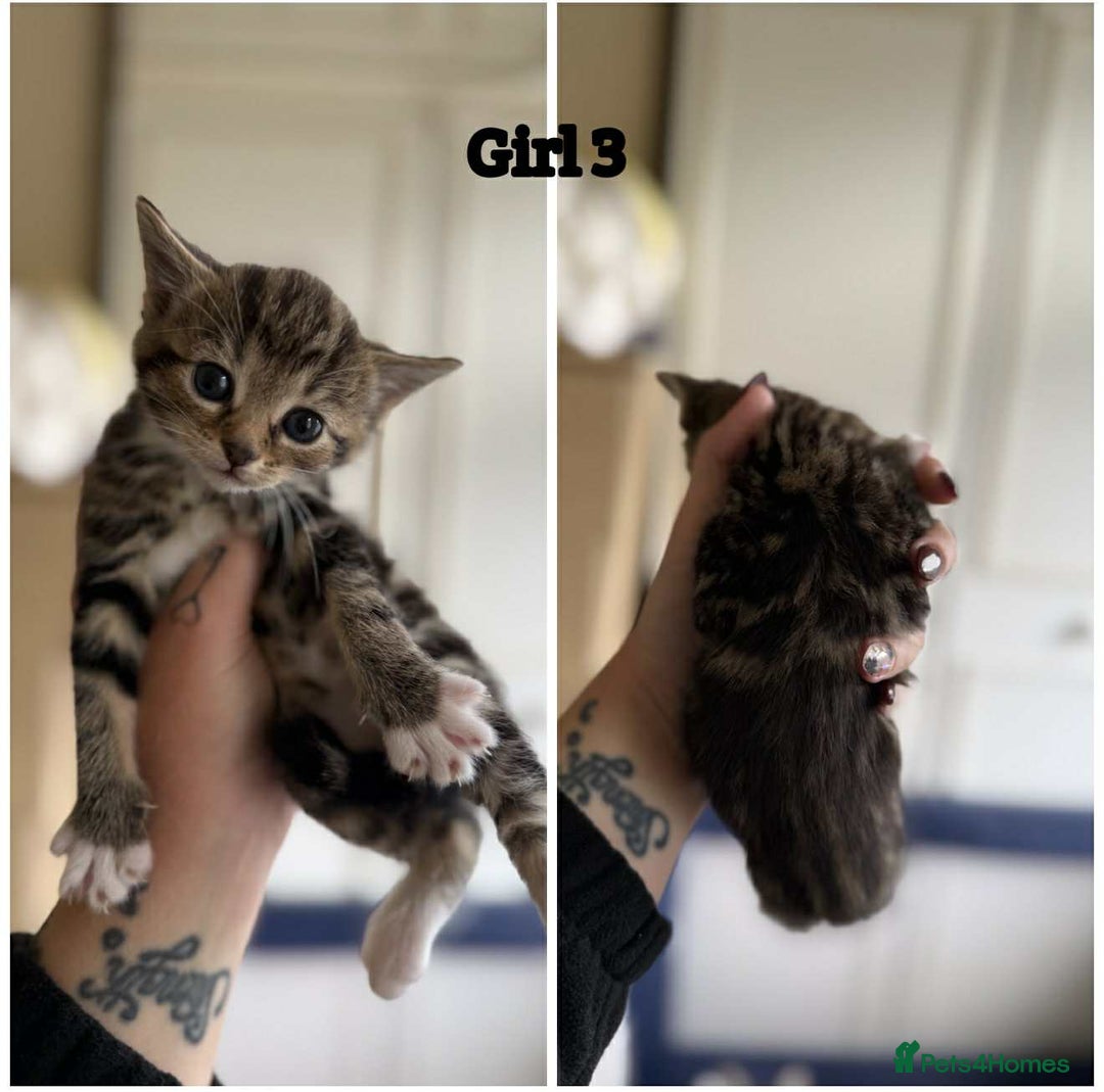 Domestic Shorthair cats for sale: Kittens - Image 5