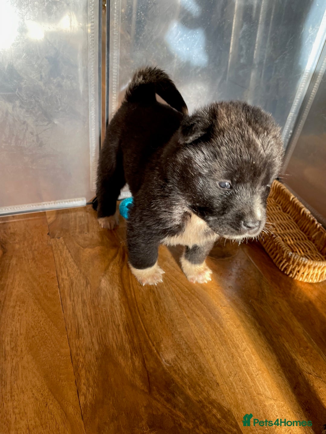 Akita dogs for sale: Stunning American Akita puppy (*LAST 1,  REDUCED*) - Advert 3