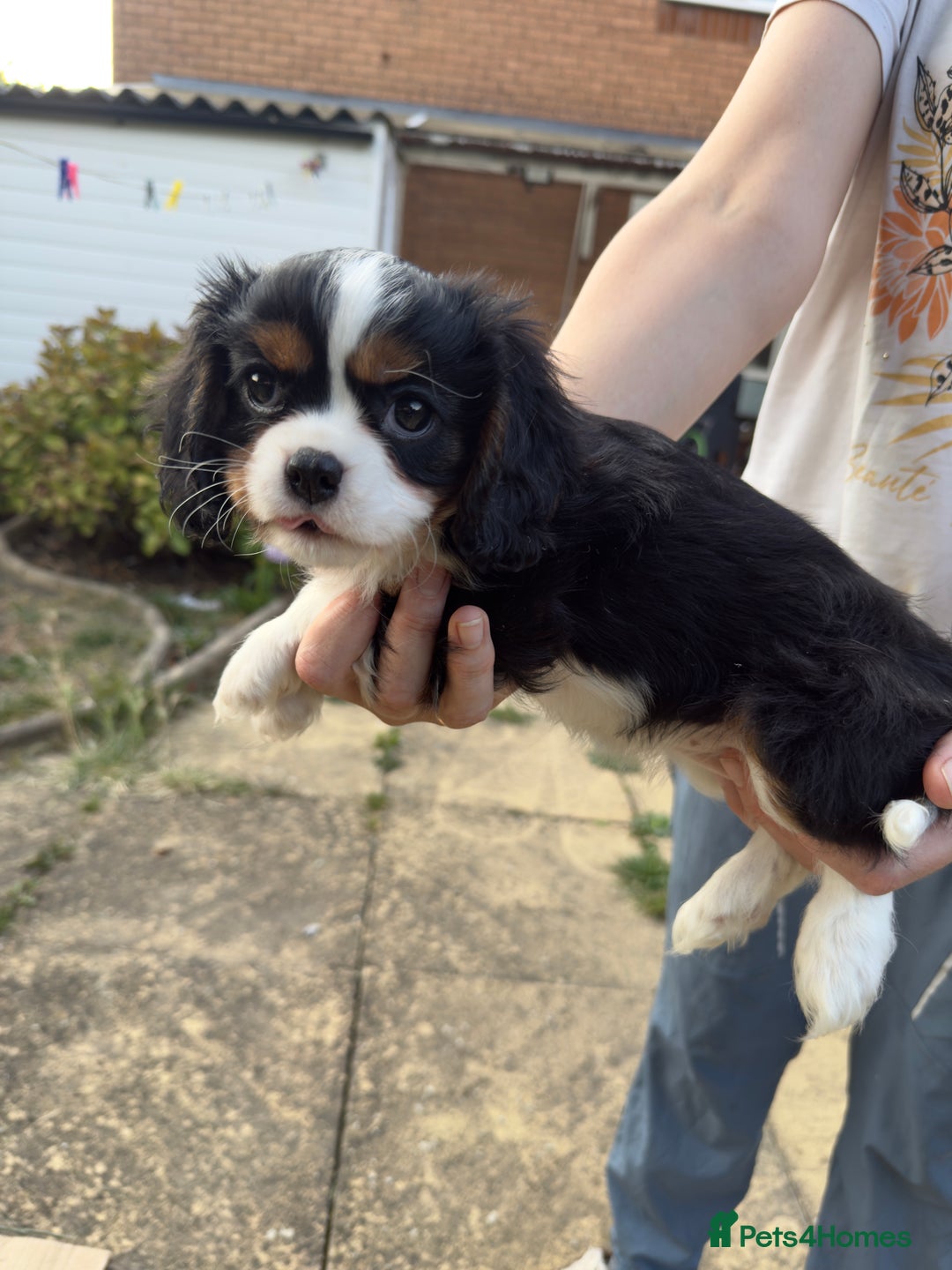 Cavalier King Charles Spaniel dogs for sale: Beautiful litter cavalier King Charles spaniels - Image 4