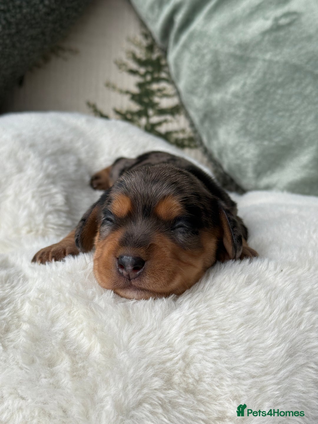Miniature Dachshund dogs for sale: ✨Stunning kc minature wire haired dachshund✨  - Advert 8