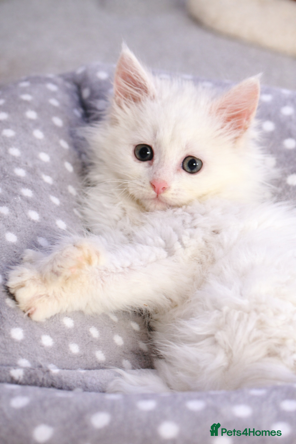 Maine Coon cats White POLYDACTYL Maine Coon Kitten 🩷 - Advert 5