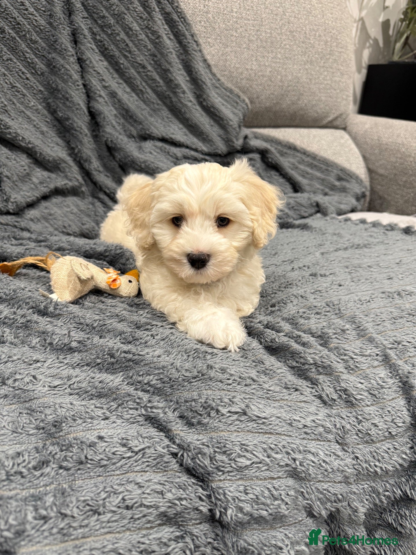 Maltipoo dogs 💙 last Stunning Maltipoo boy ready now  💙 - Advert 1