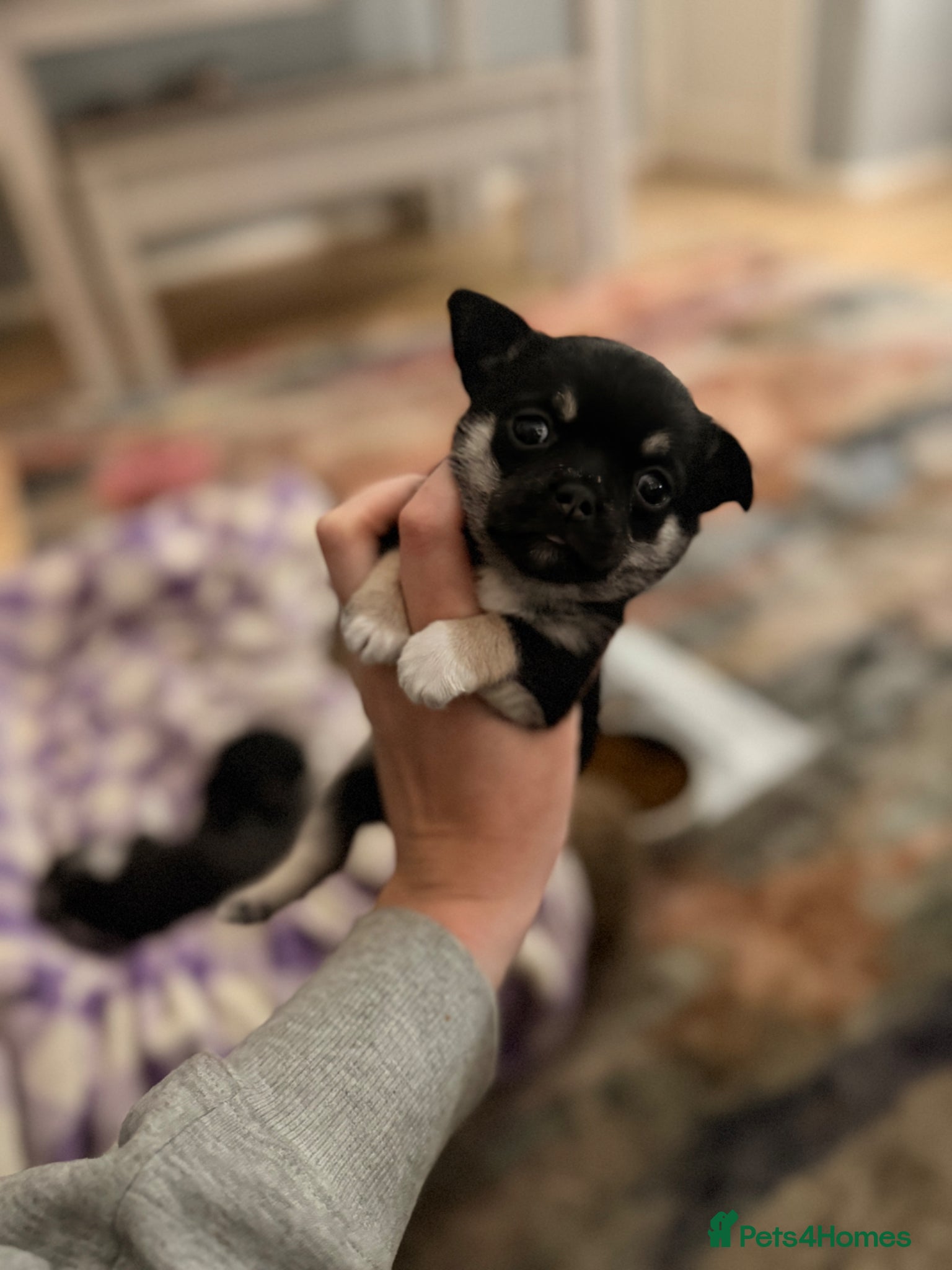 Chihuahua dogs 1 black & tan stunning girl🩷 - Advert 1