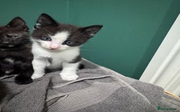 Mixed Breed cats for sale: Sweet kittens 😻 - Image 8