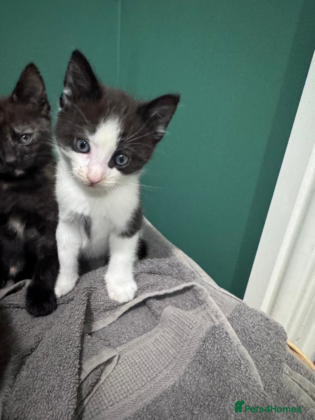 Mixed Breed cats for sale: Sweet kittens 😻 - Image 8