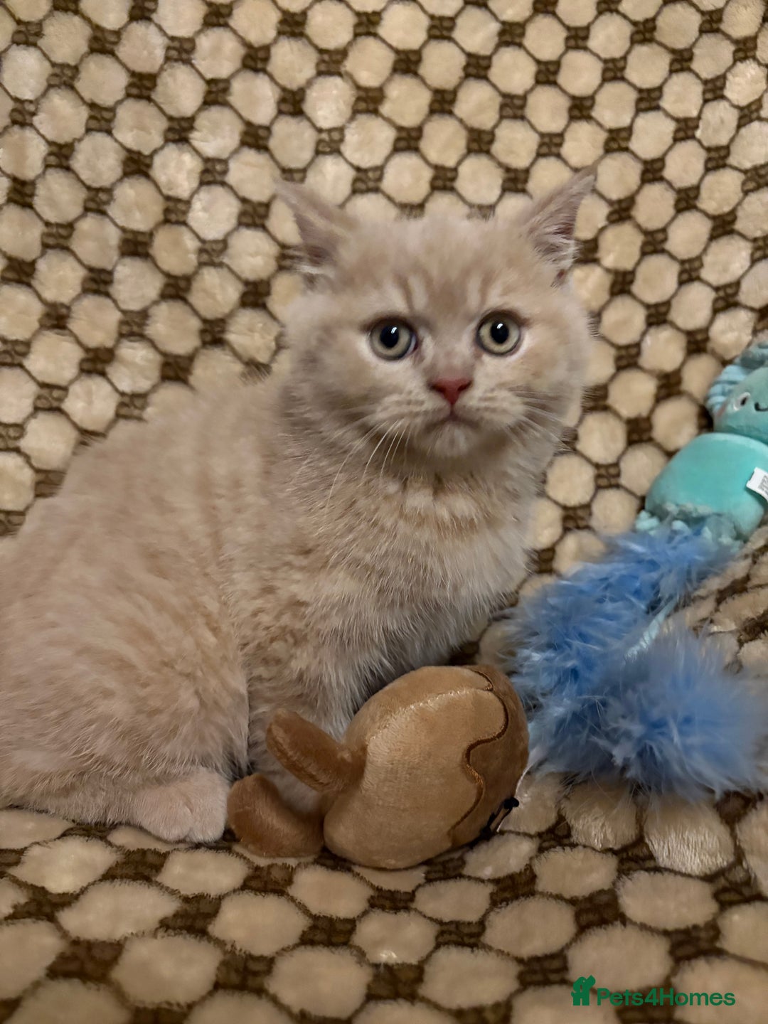 British Shorthair cats for sale: GCCF British shorthair kittens cream boys x2 - Advert 7