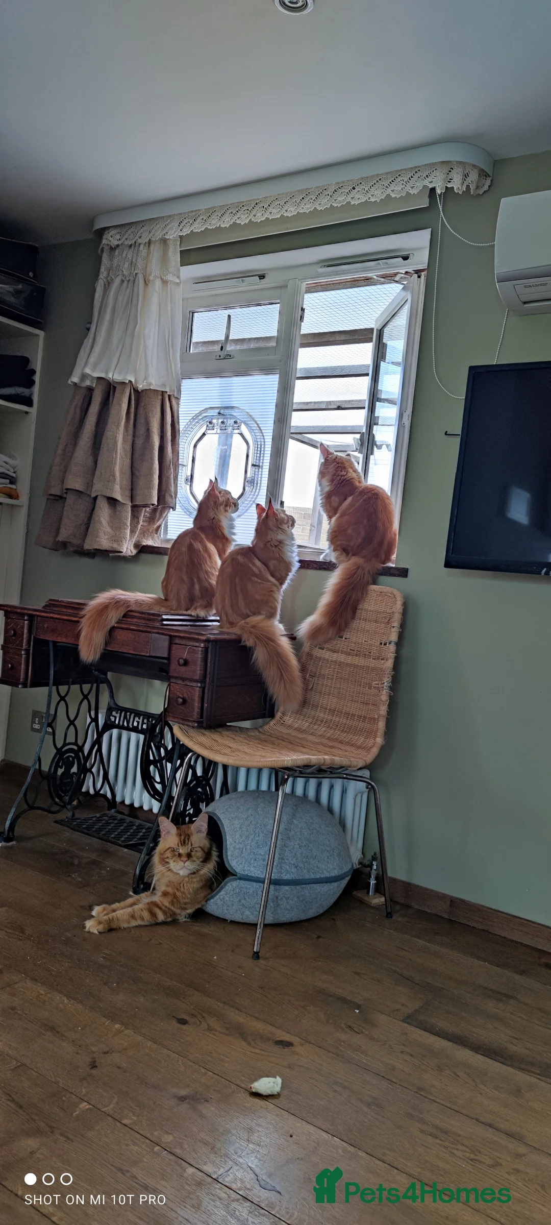 Maine Coon cats for stud: Experienced ginger stud boy. in Orpington - Advert 4