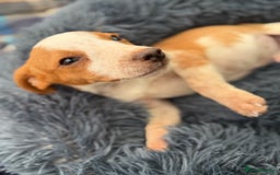 Beagle dogs for sale: Gorgeous Beagle puppies - Ready Now  - Advert 3