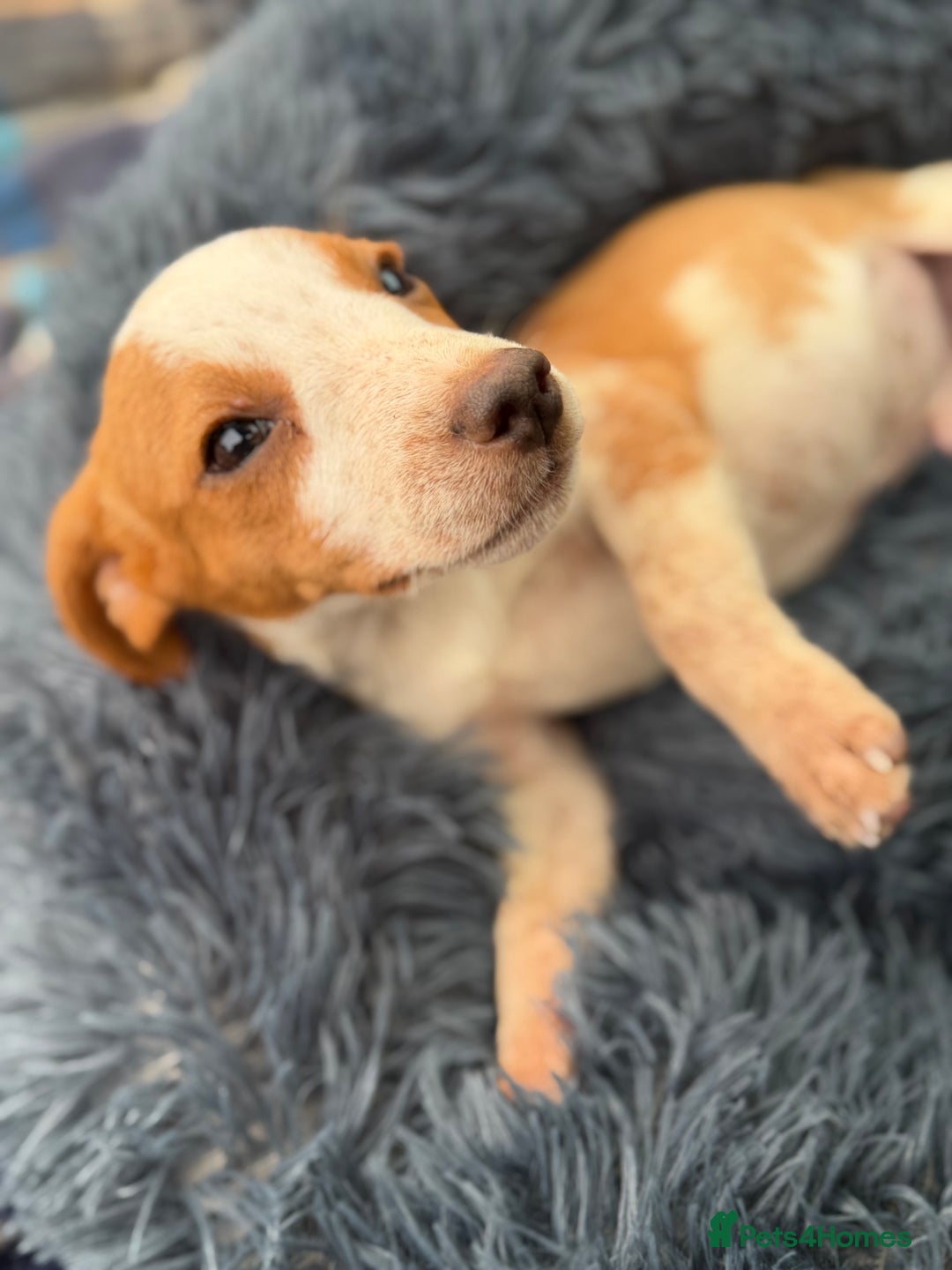 Beagle dogs for sale: Gorgeous Beagle puppies - Ready Now  - Advert 3