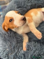 Beagle dogs Gorgeous Beagle puppies - Ready Now - Advert 3