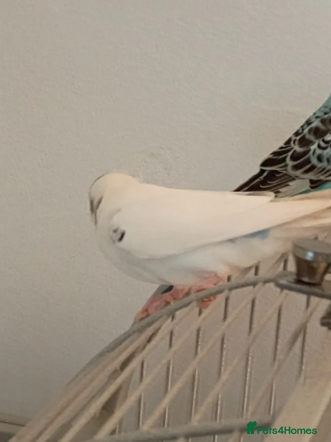 Budgerigars birds for sale: Baby budgie white pied female 8 weeks old  in Ammanford - Advert 5