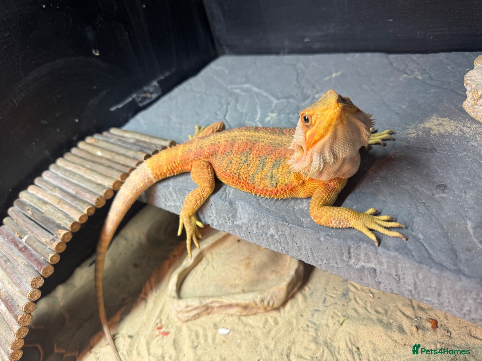 Bearded Dragon reptiles Two bearded dragons  - Advert 1