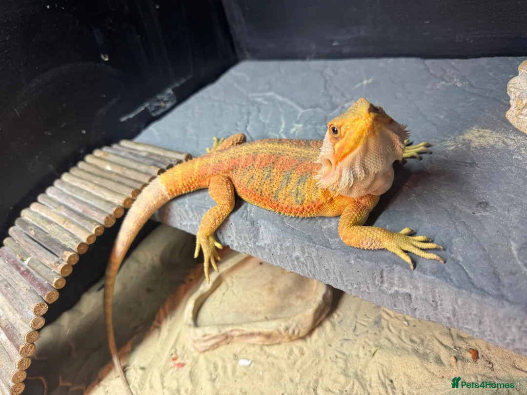 Bearded Dragon reptiles for sale: Two bearded dragons  in Bilston - Advert 1