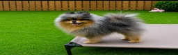 Pomeranian dogs for stud: Black & cherry tan merle stud 🌈🍊 - Advert 2