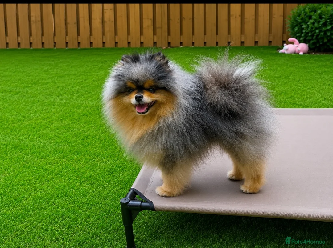 Pomeranian dogs for stud: Black & cherry tan merle stud 🌈🍊 - Advert 2
