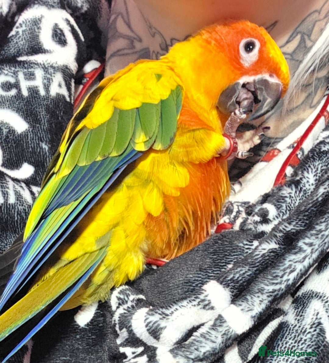 Conures birds for sale: SUPER TAME female sun conure beautiful  - Advert 1