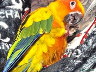 Conures birds SUPER TAME female sun conure beautiful - Advert 1