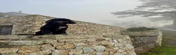 Portuguese Water Dog dogs for sale: Pure Unique Portuguese Water  Dogs  in Redruth - Advert 18