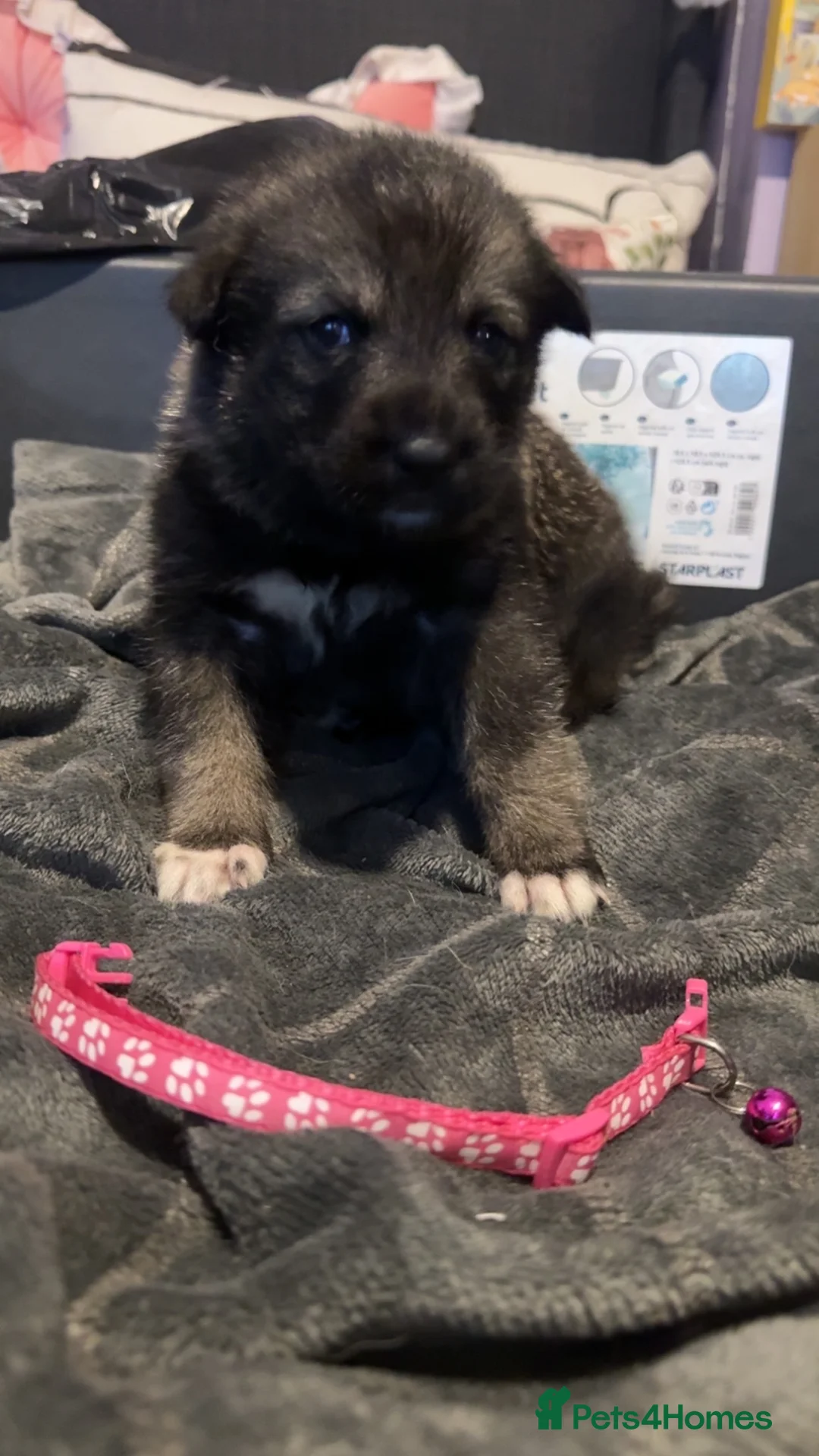 Shepsky dogs for sale: Husky cross German shepherd puppies - Advert 4