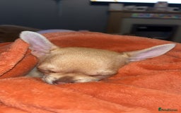 Chihuahua dogs for sale: XXS teacup chihuahua girl  - Image 4