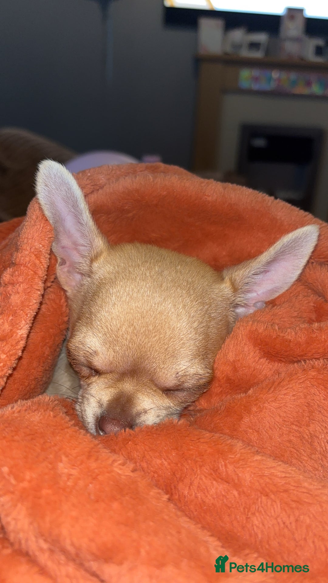 Chihuahua dogs for sale: XXS teacup chihuahua girl  - Image 4
