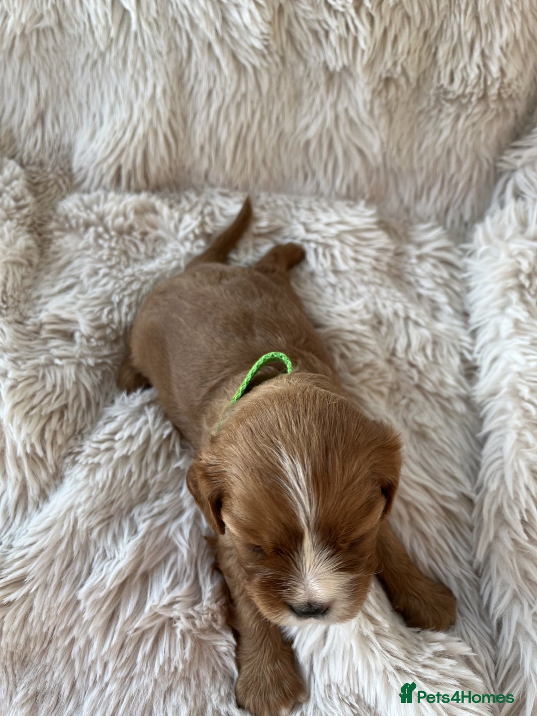 Cavalier King Charles Spaniel dogs for sale: Chocolate Carriers KC Vet Health Checked - Advert 5
