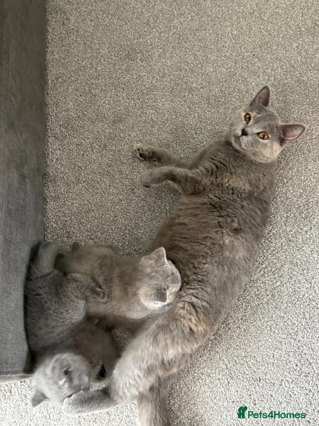 British Shorthair cats for sale: 1 boy left! He’s going to be a big boy!  - Advert 2