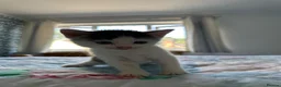 Mixed Breed cats for sale: 2 male, 1 female adorable kittens for sale - Advert 7
